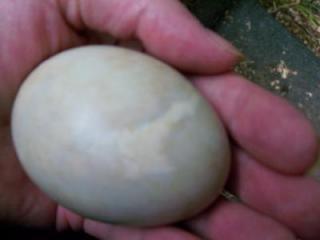 37184_egg.jpg