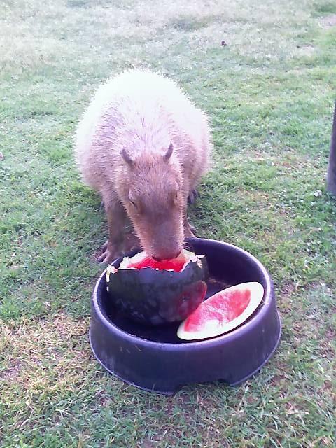 37201_cranberry_having_a_snack.jpg