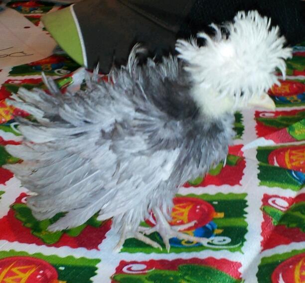 37218_2011-12-02_080303-1.jpg