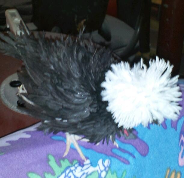 37218_2011-12-02_110826-1.jpg