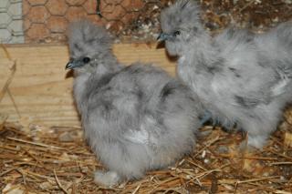 37218_chick_oct.jpg