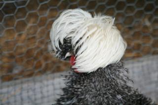 37218_cuckoo_1.jpg