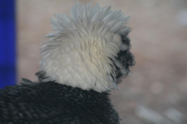 37218_headpolish2.jpg