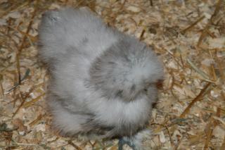 37218_kach_pullet.jpg