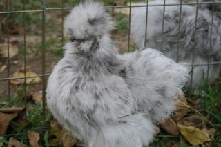 37218_t_pullet.jpg