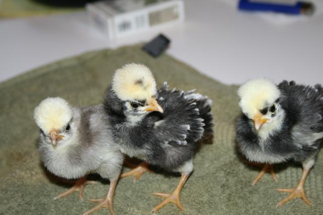 37218_trio2.jpg