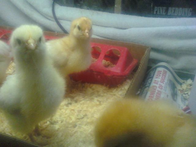 37222_chicks_2.jpg