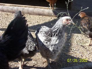 37237_another_chicken.jpg
