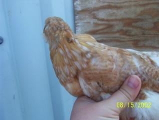 37237_greenlegs.jpg