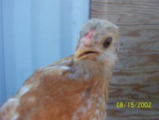 37237_greenlegs3.jpg