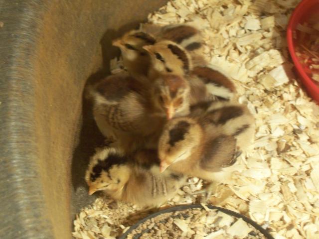 37252_new_ees_and_guineas_003.jpg