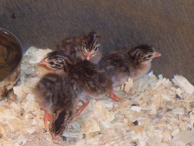 37252_new_ees_and_guineas_010.jpg