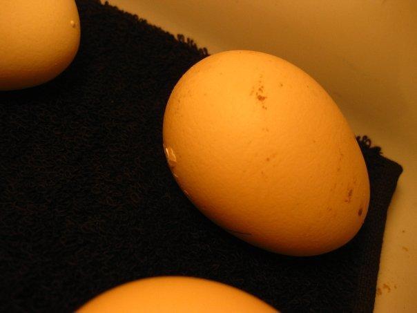 37255_speckeld_sussex_chick2.jpg