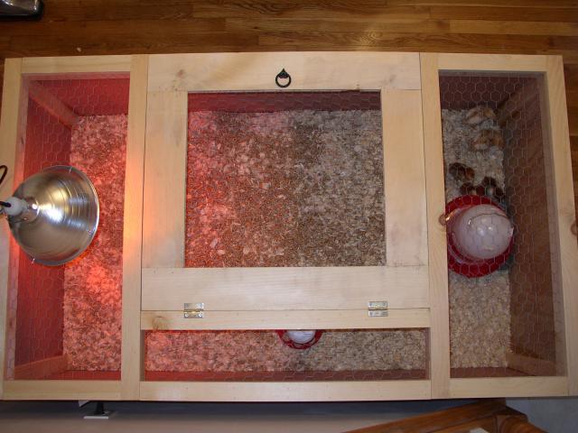 37262_brooder2.jpg