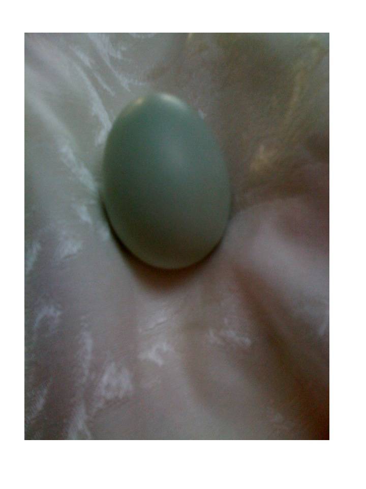 37262_egg_2.jpg