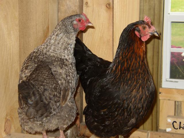 37262_new_hens.jpg