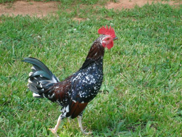 37287_brat_chickens_052.jpg