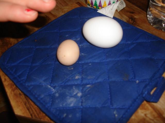 37287_chick_eggs_002.jpg