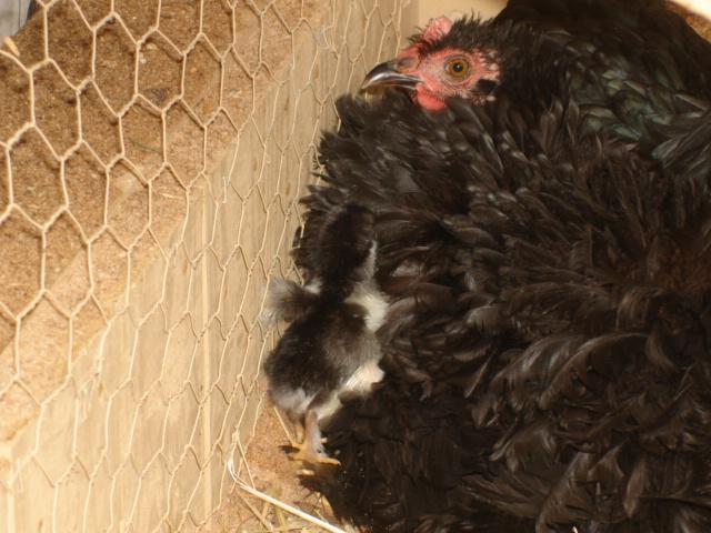 37287_new_baby_chix_004.jpg