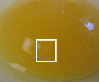 37308_egg3.png
