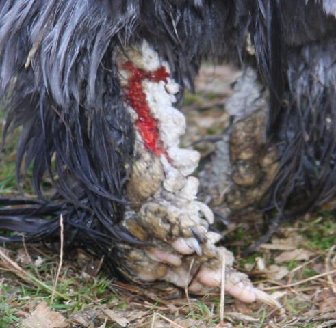 37351_rooster_foot.jpg
