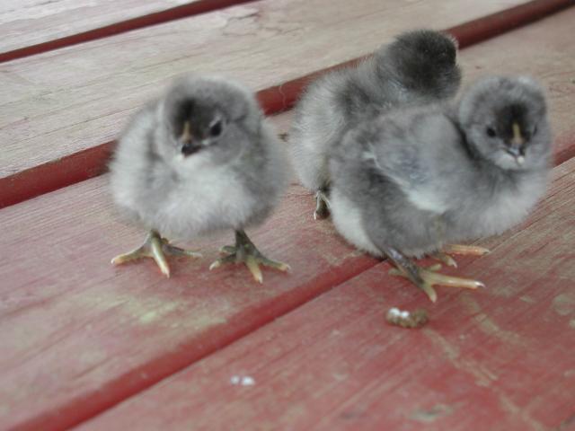 37357_blue_chicks_004.jpg
