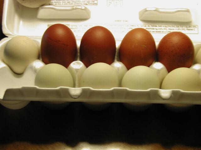 37357_eggpics4byc_002.jpg