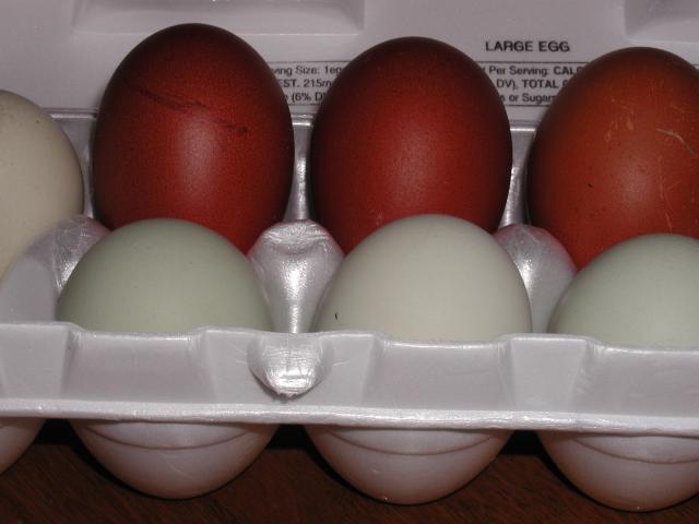 37357_eggpics4byc_005.jpg