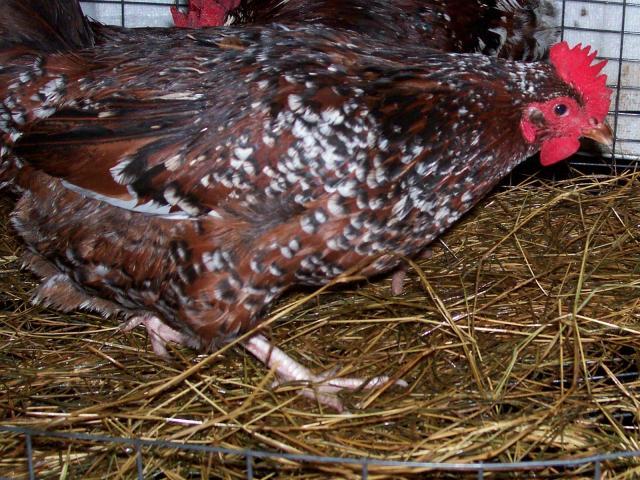 37373_chickens_077.jpg