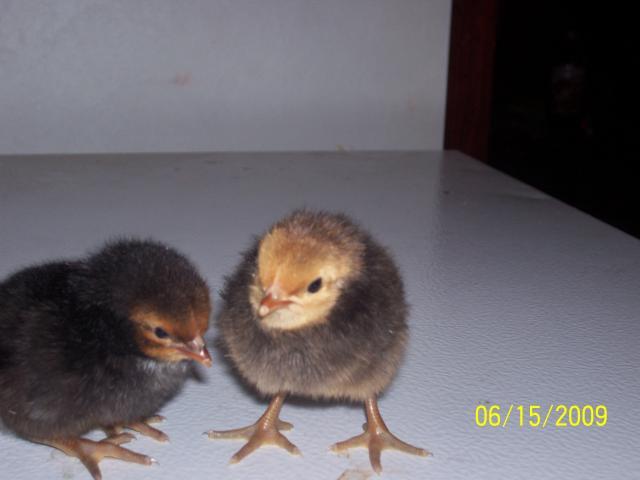 37373_chicks_044.jpg