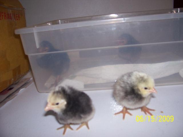 37373_chicks_050.jpg