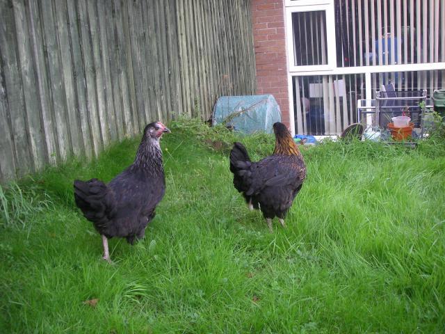 37400_doris_and_mavis.jpg