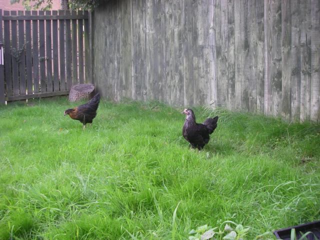 37400_doris_and_mavis_2.jpg