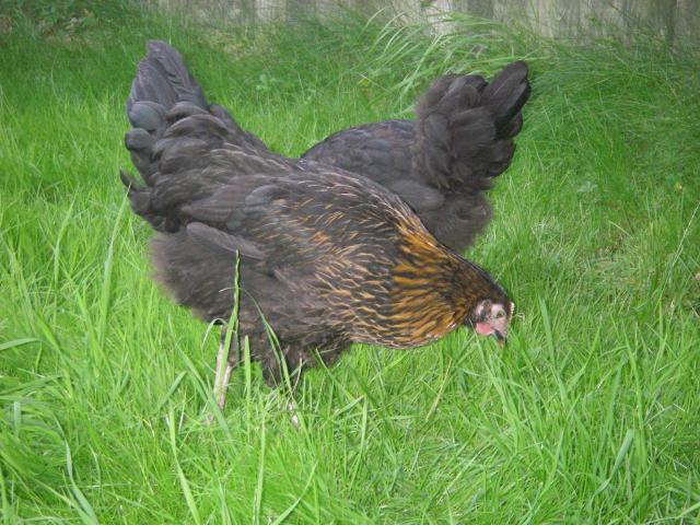 37400_doris_and_mavis_3.jpg