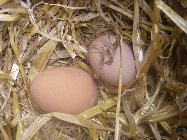 37400_first_egg_mavis.jpg