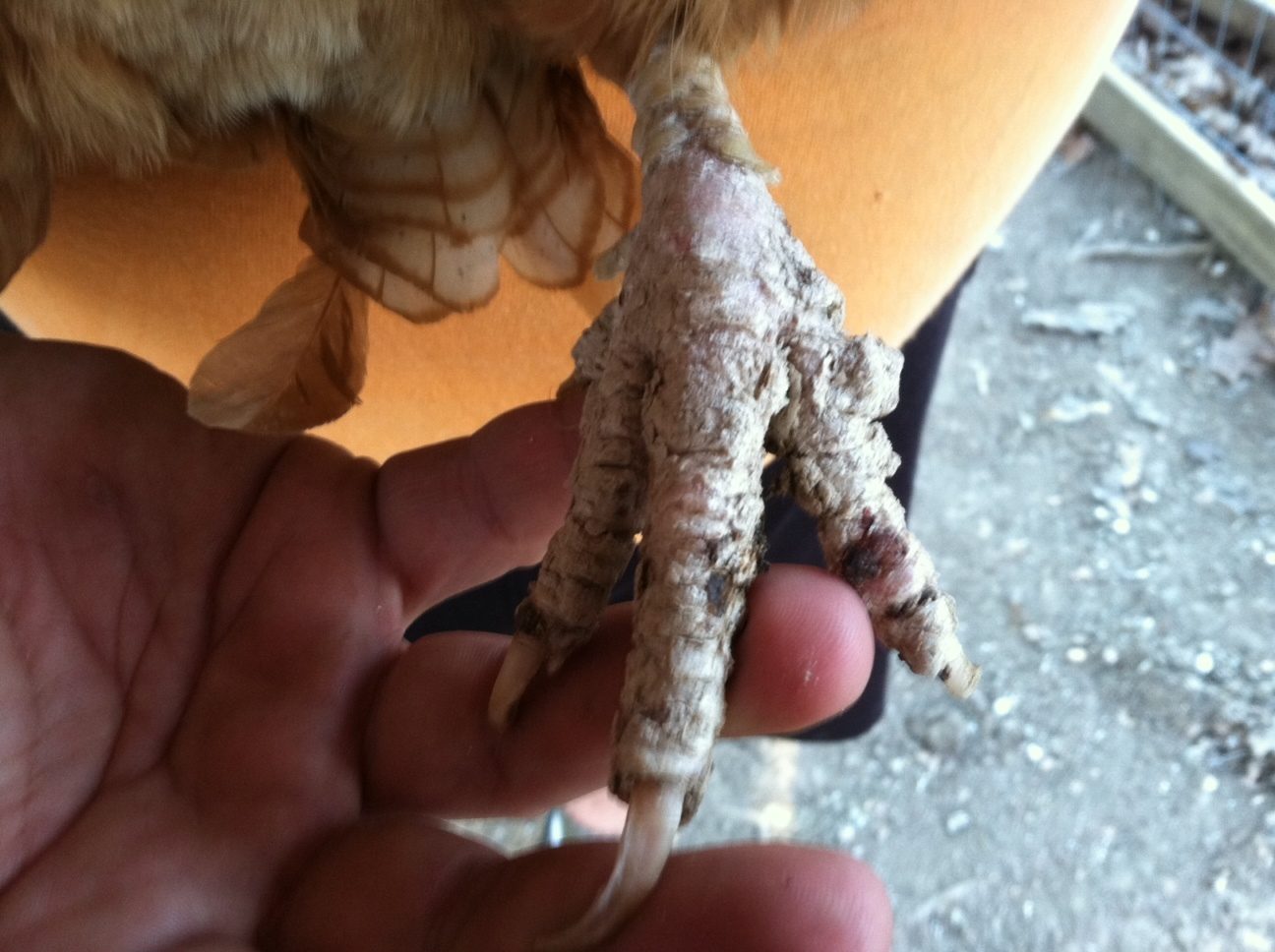 37425_scaley_leg_mites.jpg