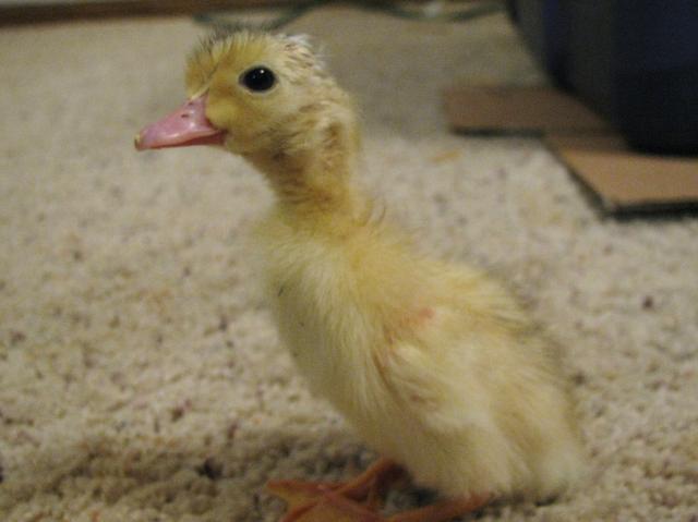 37433_009.jpg
