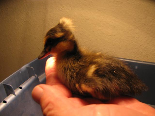 37433_bunnies_019.jpg