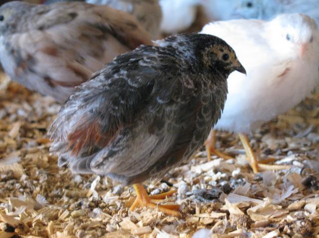37433_quail_and_chicks_104.jpg