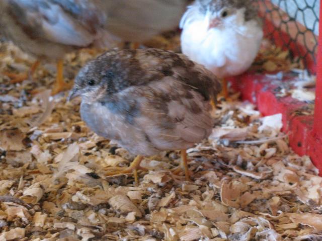 37433_quail_and_chicks_107.jpg
