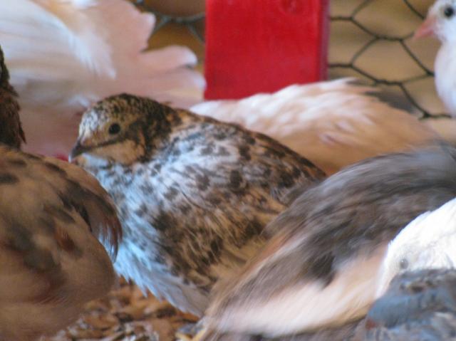 37433_quail_and_chicks_110.jpg
