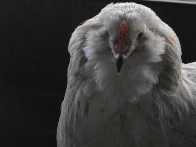 37446_ee_pullet.jpg