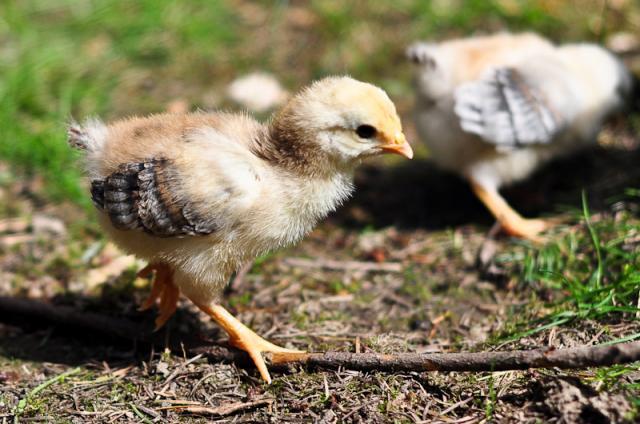 37464_chicks_spring_2010-0056.jpg