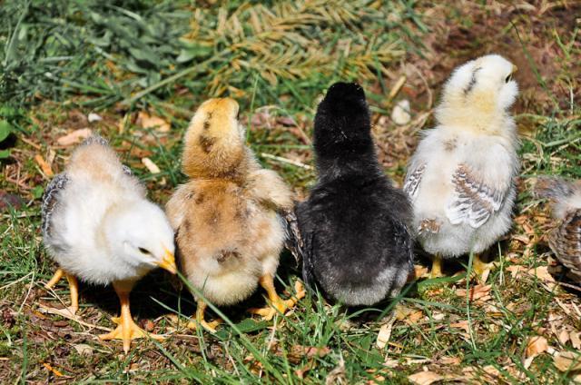 37464_chicks_spring_2010-0234.jpg