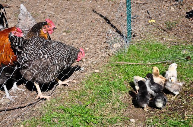 37464_chicks_spring_2010-0276.jpg