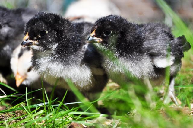 37464_chicks_spring_2010-0340.jpg