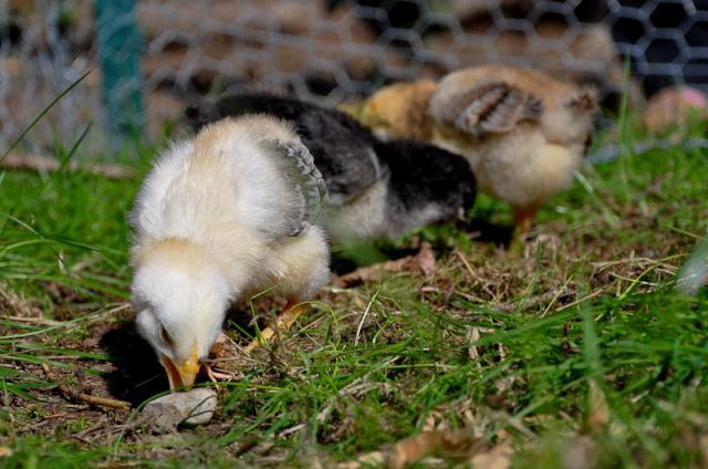37464_chicks_spring_2010-0359.jpg