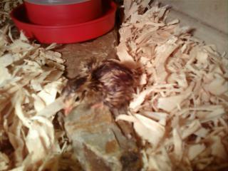 37494_baby_quail_1.jpg