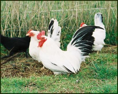 37500_chicken_wilkamdai_poultry_japanese20-20black20tailed20whites.jpg