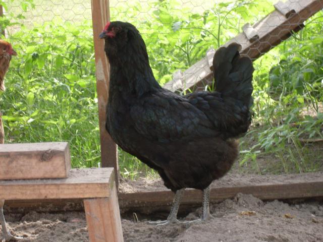 Show Some Pictures Of Your Araucanas Ameraucanas Or Ees Page Backyard Chickens Learn